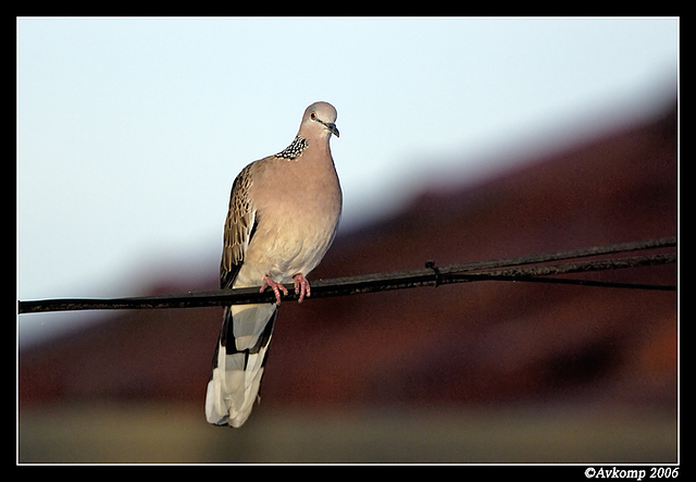 spotted turtle dove 38