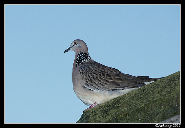 spotted turtle dove