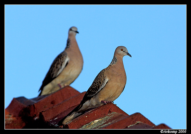 spotted turtle doves 7