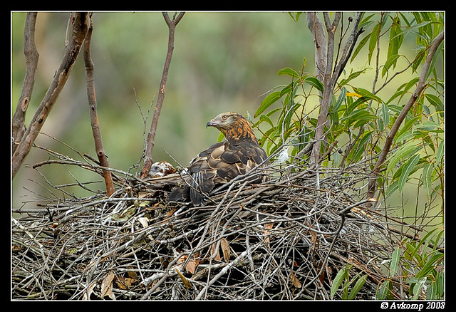 square tailed kite 2771