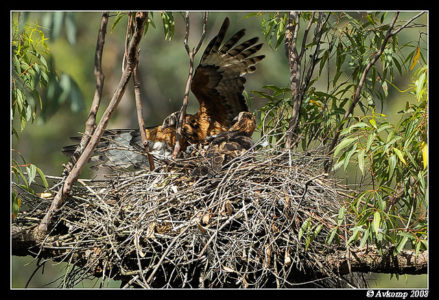 square tailed kite 2782