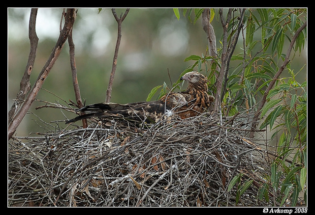 square tailed kite 2725