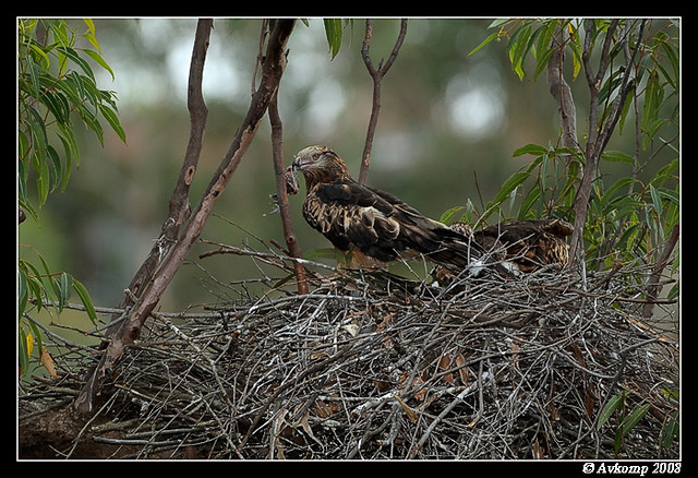 square tailed kite 2726