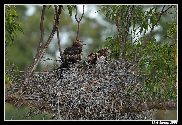 square tailed kite 2733