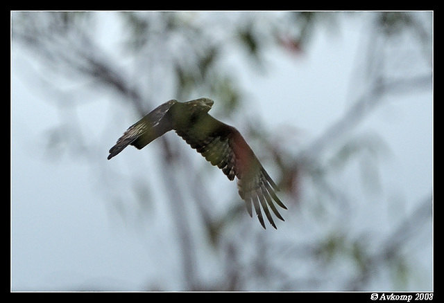 square tailed kite 2743