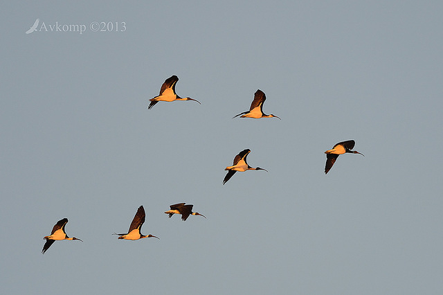 straw necked ibis7983