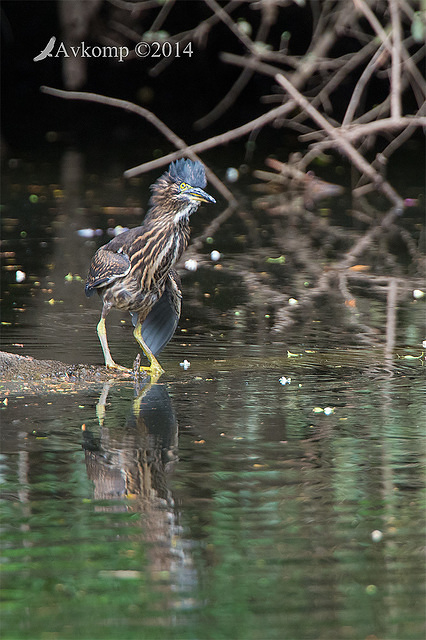 striated heron 13265