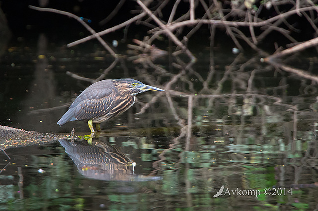 striated heron 13272