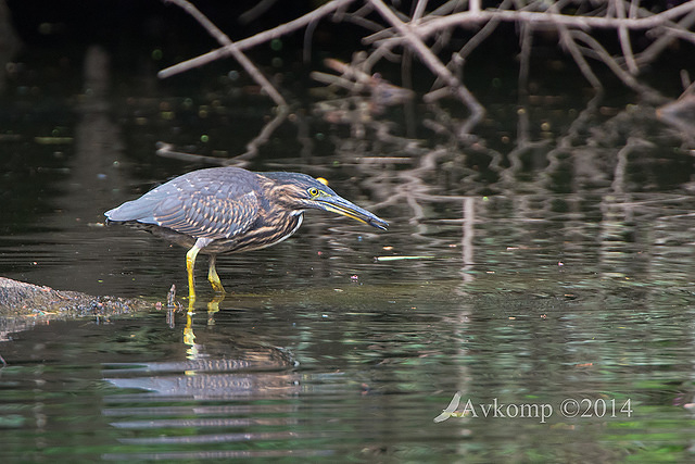 striated heron 13273