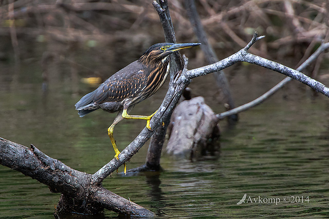 striated heron 13275