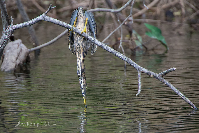 striated heron 13280