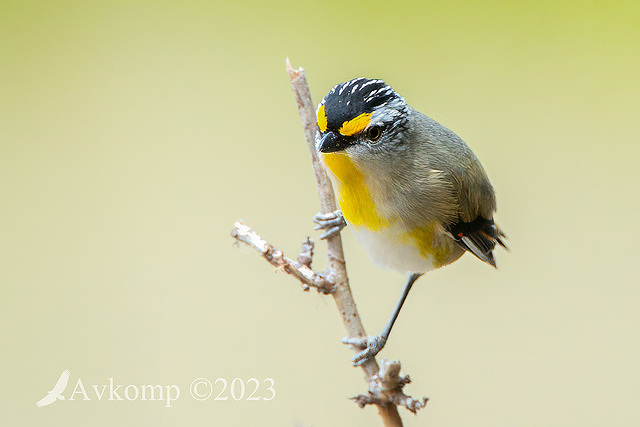 striated pardalote 10752