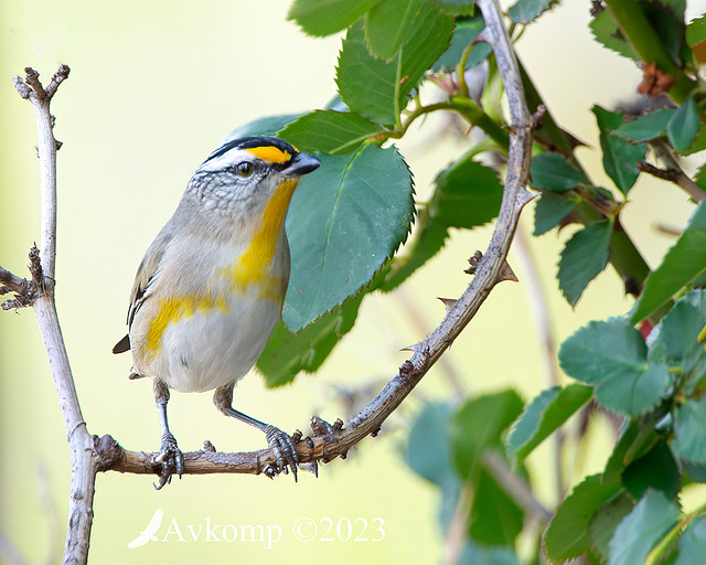 striated pardalote 10762