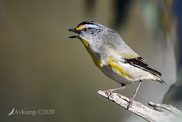 striated pardalote 4433