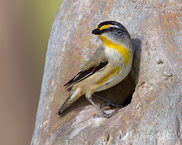 striated pardalote 8415