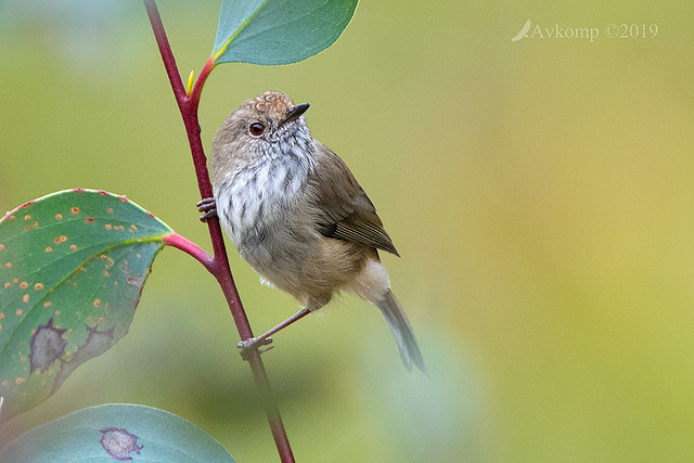 striated thornbill 0793