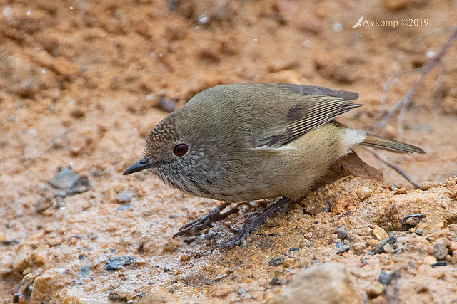 striated thornbill 1020