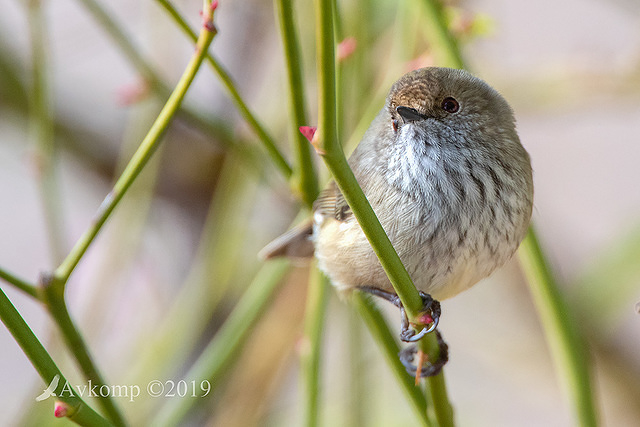 striated thornbill 1048