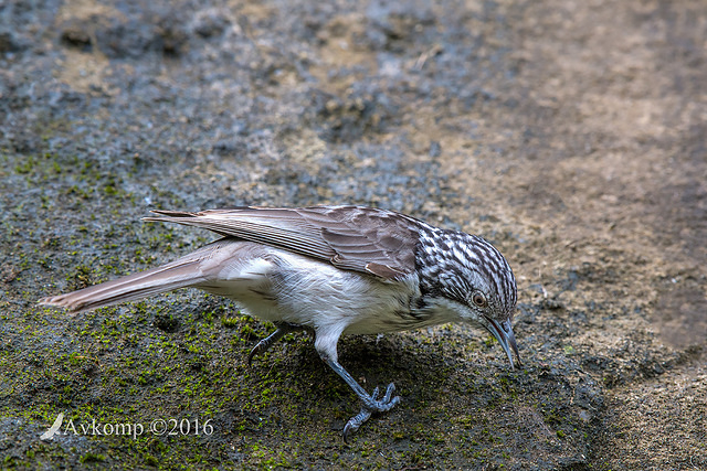 striped honey eater 8383