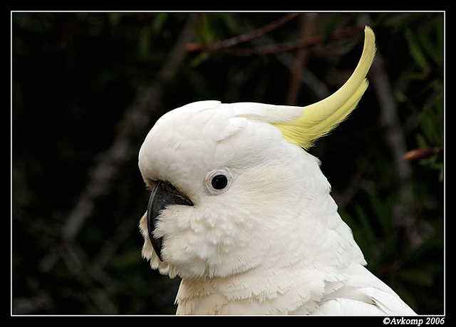 sulphur crested 4