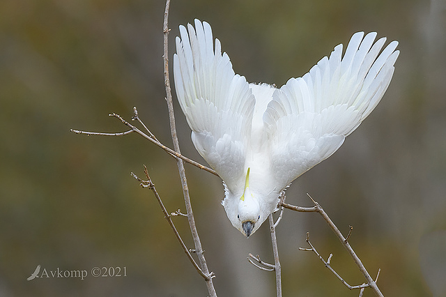 sulphur crested 5779