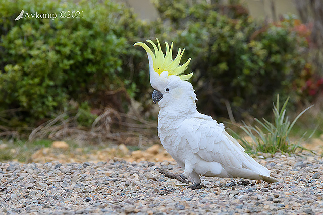 sulphur crested 5785