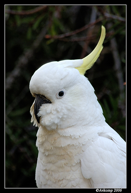 sulphur crested 5a