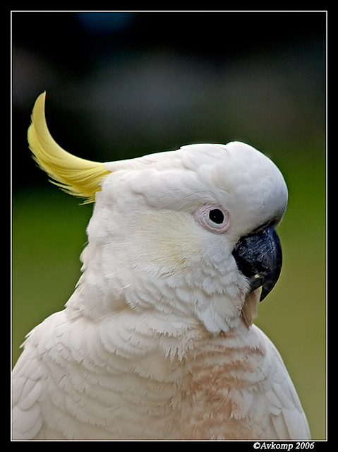 sulphur crested 7a