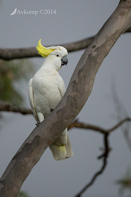 sulphur crested cockatoo 15481