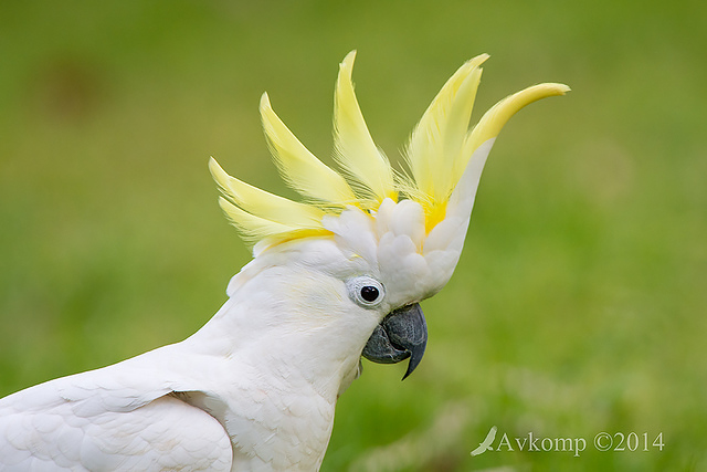 sulphur crested cockatoo 17295