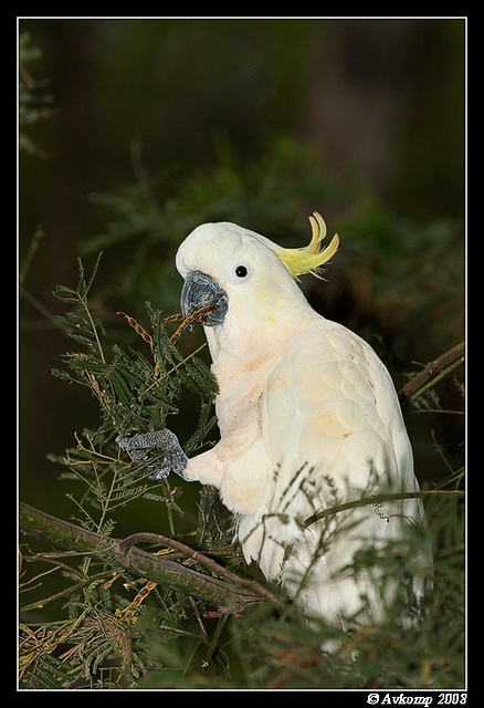 sulphur crested cockatoo 3003