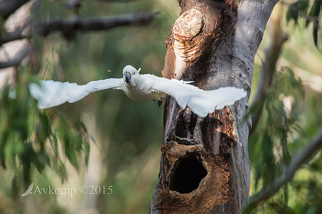 sulphur crested cockatoo 3341