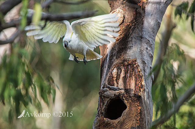 sulphur crested cockatoo 3342