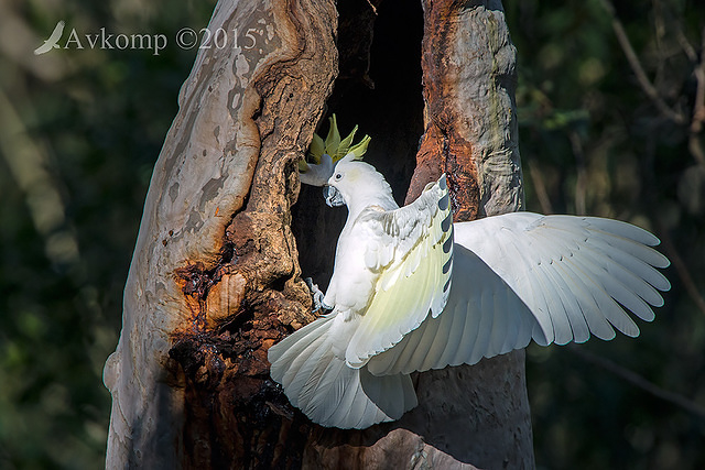 sulphur crested cockatoo 3364