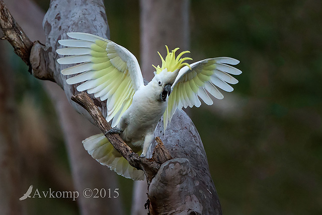 sulphur crested cockatoo 3432