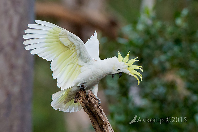 sulphur crested cockatoo 3451