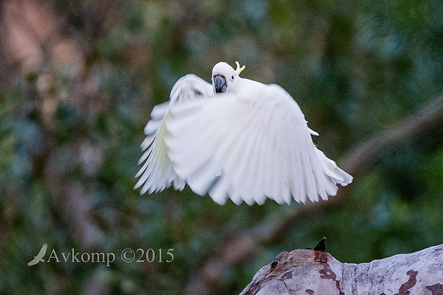 sulphur crested cockatoo 3633