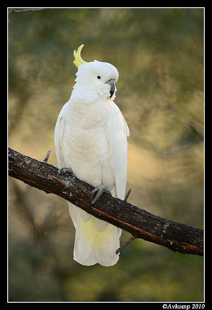 sulphur crested cockatoo 6432