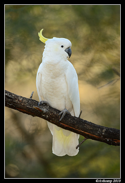 sulphur crested cockatoo 6433