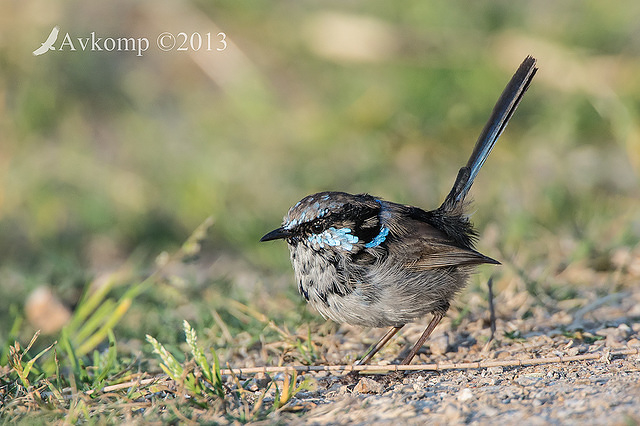 superb fairly wren 8729