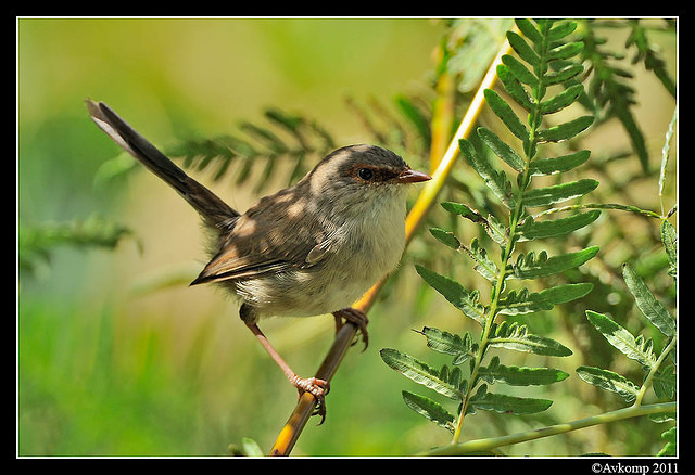 superb fairry wren0136