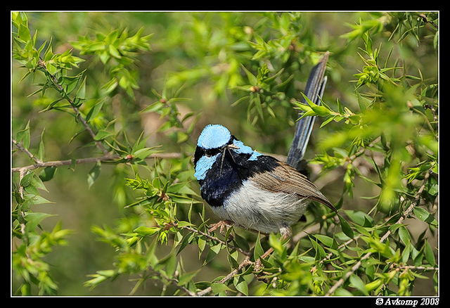 superb fairy wren 2645