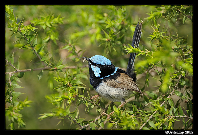 superb fairy wren 2646