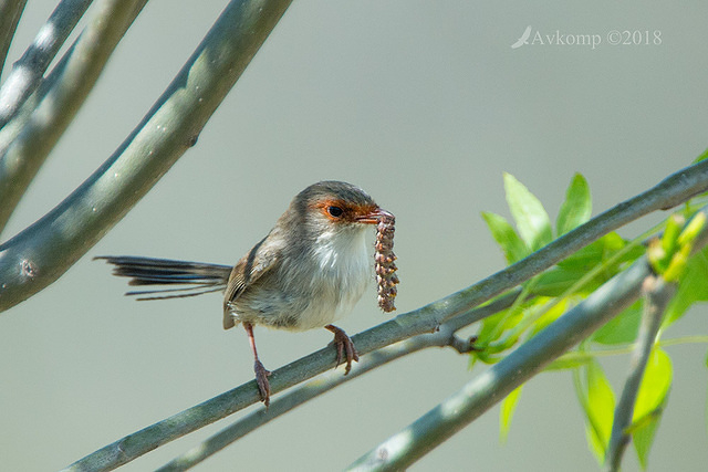 superb fairy wren 0272