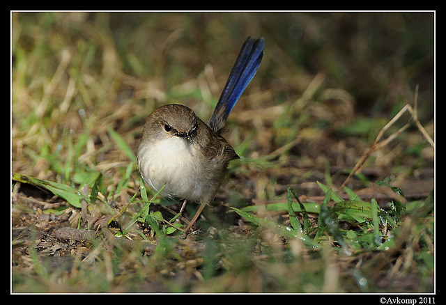 superb fairy wren 0296