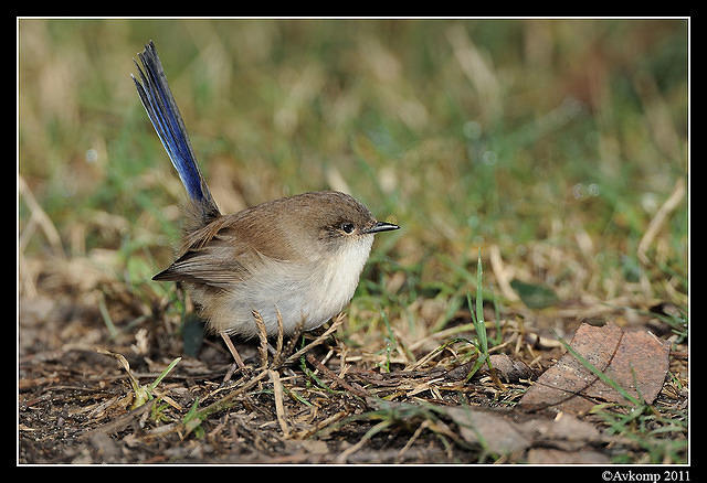 superb fairy wren 0297