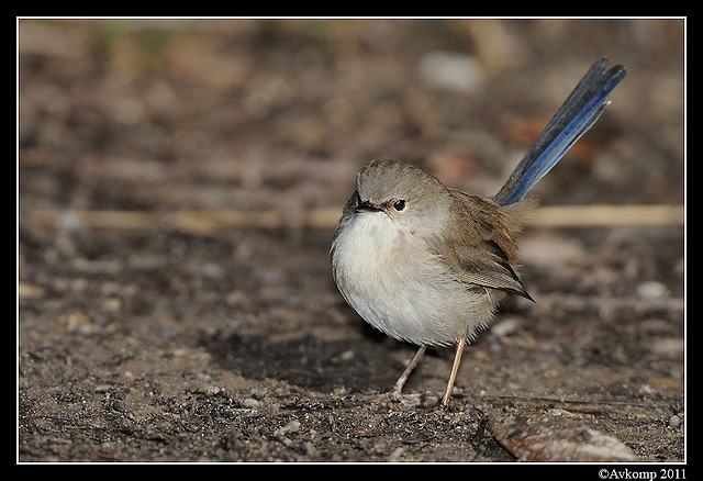 superb fairy wren 0298