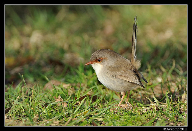 superb fairy wren 0317