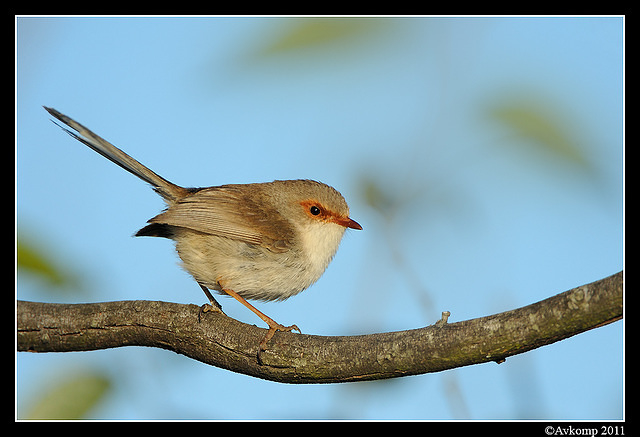 superb fairy wren 0437