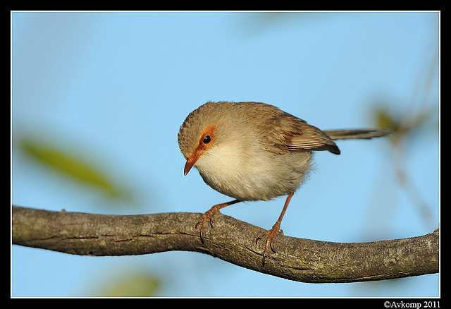 superb fairy wren 0438